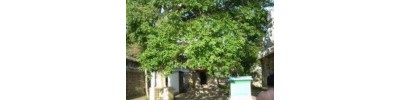 227. திருஇடையாறு